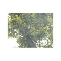 出售紅豆樹 胸徑37/38.8/