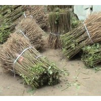 現(xiàn)貨供應(yīng)優(yōu)質(zhì)紫穗槐800萬株