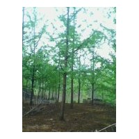 供應2-80公分銀杏樹