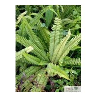 成都腎蕨供應(yīng) 蜈蚣草 排骨草供應(yīng)