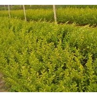 出售金葉女貞 營養(yǎng)缽苗，質(zhì)優(yōu)價(jià)廉歡迎訂購