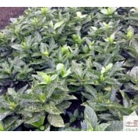 供應(yīng)灑金珊瑚