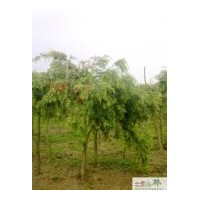 大量批發(fā)紅千層苗圃苗