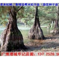 出售水松苗，水杉苗，水翁苗，水蒲桃苗，水石榕苗