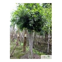供應(yīng)小葉榕 成都小葉榕工程苗木