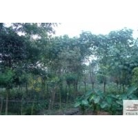 成都低價苗木木芙蓉 成都木芙蓉