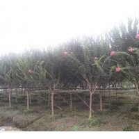 供紫薇 規(guī)格在4-5-6-8-10cm的