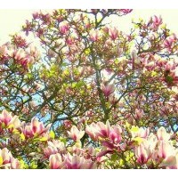 成都低價供應(yīng)木蘭