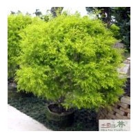 成都苗圃苗木千層金