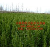 供應蜀檜 龍柏 石楠 楓香苗木