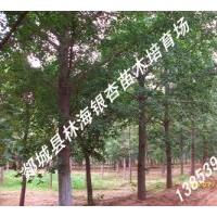 郯城林海供應(yīng)：米經(jīng)10-60公分銀杏樹(shù)、法桐等精品苗木
