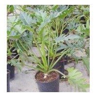 供應(yīng)成都低價(jià)苗木春羽高：50-60公分