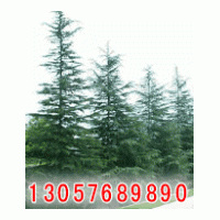 程穎雪松苗圃推薦雪松