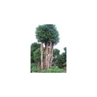 優(yōu)價(jià)供應(yīng)各種香樟