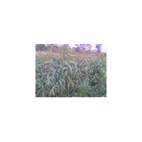 出售花椒苗 成品桃樹苗