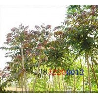 供應(yīng)臭椿|樸樹