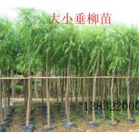 垂柳苗|河北垂柳苗基地