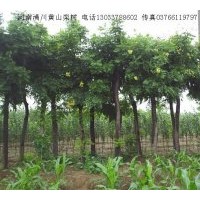 供應(yīng)玉蘭；木瓜 杜仲，黃櫨，百日紅，大葉女貞，五角楓 丁香