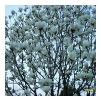 湖北全冠白玉蘭 10-12-15-18-20公分白玉蘭