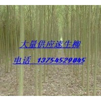 供旱柳、速生柳、綠柳、青皮柳