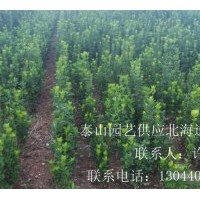 供應北海道黃楊