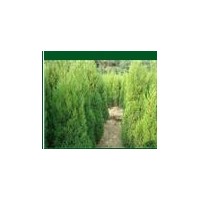 基地直銷蜀檜，龍柏