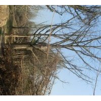 銀杏之鄉(xiāng)專供銀杏苗木