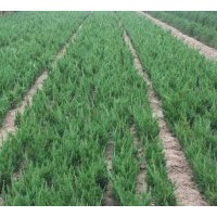 江蘇龍柏基地直銷龍柏