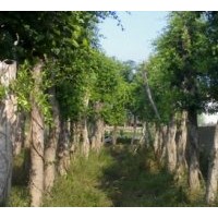 供應(yīng)小葉榕