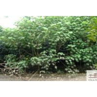 供應(yīng)成都木芙蓉