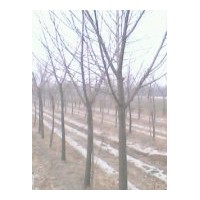 特供山西銀杏樹 核桃樹 柳樹 楊樹