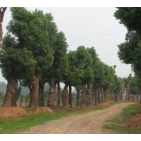 基地供應各種規(guī)格香樟和單性木蘭！