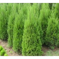 供應(yīng)紅瑞木、紫薇、紫荊、紫葉李、紅楓、紫葉桃