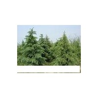苗圃基地賣河南雪松