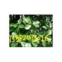 定州膠東衛(wèi)矛 錦帶供應(yīng)商