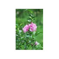 供應(yīng)：木槿