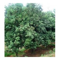 供應(yīng)楊梅苗木 成都楊梅工程苗木