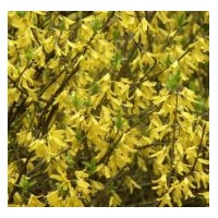 出售連翹、東北連翹、華北連翹、金脈連翹