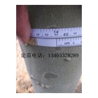 供應(yīng)14公分法桐