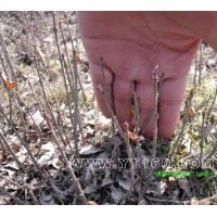 出售側柏 . 紅花王子. 水蠟.