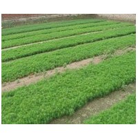 長期 出售 油松