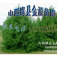 供應(yīng)白皮松 油松 側(cè)柏 雪松 華山松