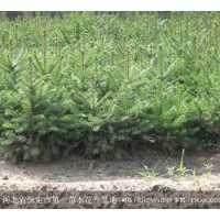 高質(zhì)量低價位苗木云杉