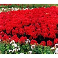 供應(yīng)宿根福祿考