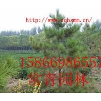 低價大量供應(yīng)山東油松苗