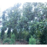 供白玉蘭、高桿女貞、紫葉李、國槐、金葉女貞、火棘、紅葉小檗