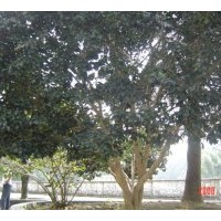 本人苗圃常年出售;桂花、廣玉蘭、深山含笑、樂昌含笑、羅漢松