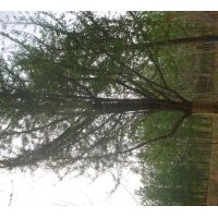 出售銀杏樹 規(guī)格齊全