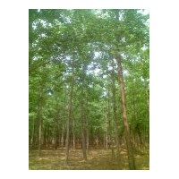 提供最新銀杏樹價(jià)格信息
