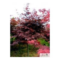 供成都紅楓工程苗木